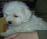 Bichon Frise